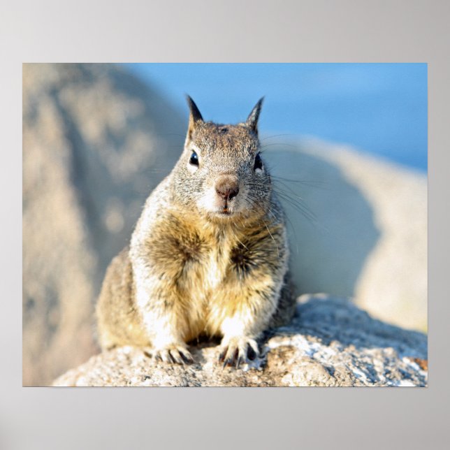 Grey squirrel, Monterey Bay, California Poster (Front)