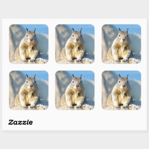 Grey squirrel, Monterey Bay, California Square Sticker