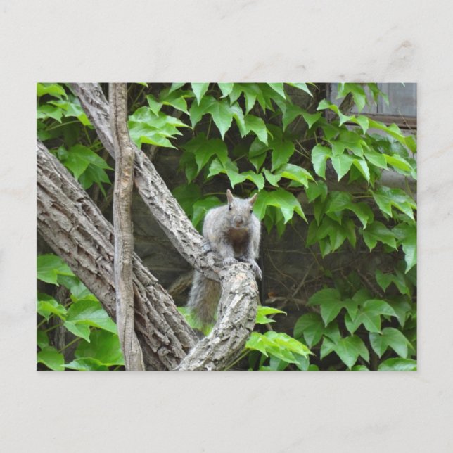 Grey Squirrel Nature Postcard (Front)