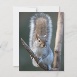 Grey Squirrel on a branch Postcard