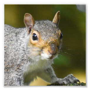 Grey Squirrel  Photo Print