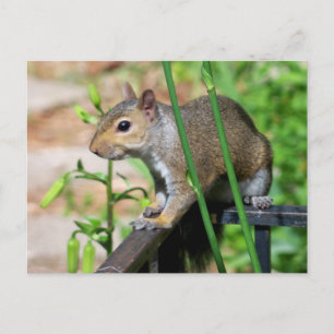 Grey Squirrel Photograph Postcard