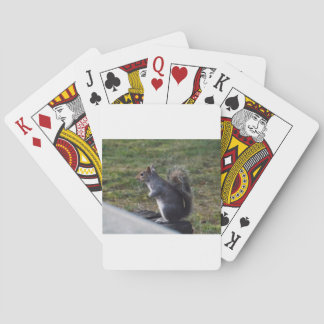 Grey Squirrel Playing Cards