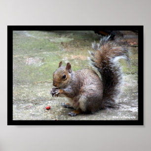 Grey Squirrel Portrait Poster