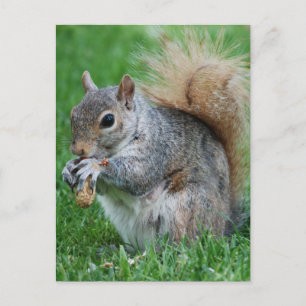 Grey Squirrel Postcard