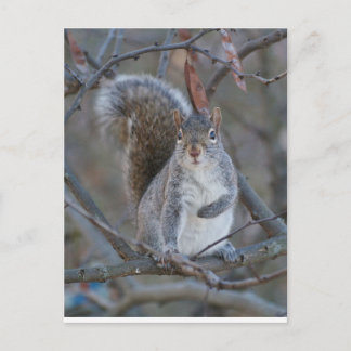 Grey squirrel postcard