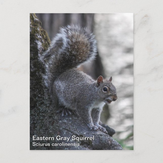 Grey Squirrel Postcard (Front)