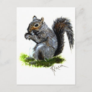 Grey Squirrel Postcard