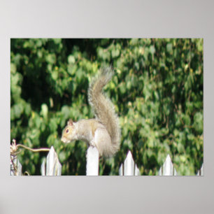 Grey Squirrel Print