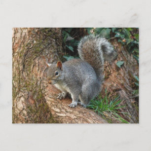 Grey Squirrel. Roath Park, Cardiff, Wales Postcard