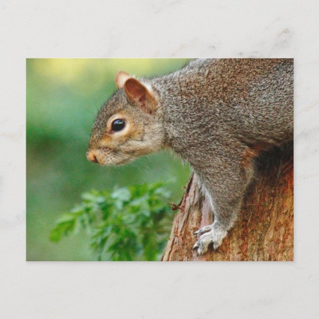 Grey Squirrel. Roath Park, Cardiff, Wales Postcard (Front)
