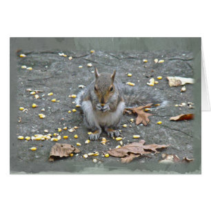 Grey Squirrel Series
