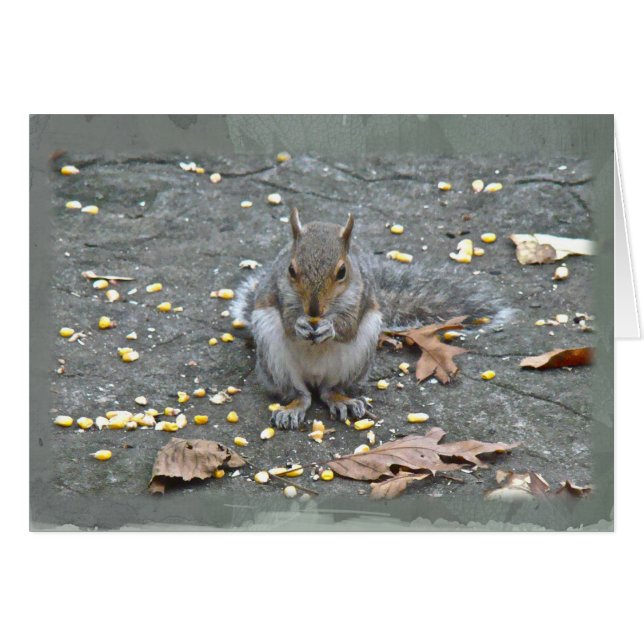 Grey Squirrel Series (Front Horizontal)