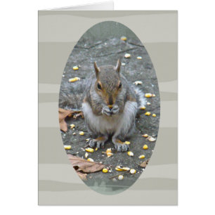 Grey Squirrel Series