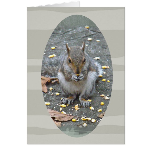Grey Squirrel Series (Front)