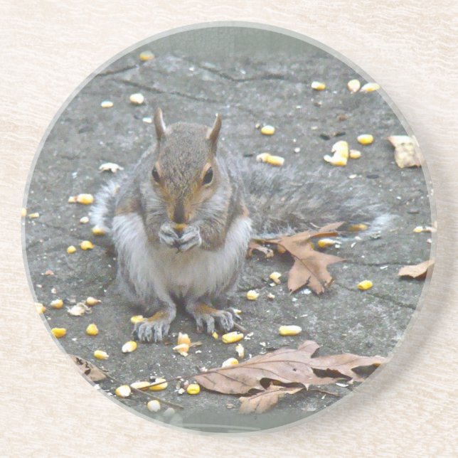 Grey Squirrel Series Coaster (Front)