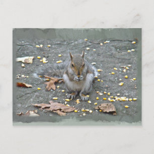 Grey Squirrel Series Postcard