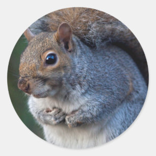 Grey Squirrel Sticker