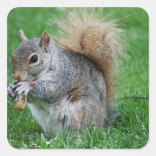 Grey Squirrel Sticker