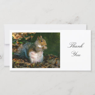 Grey Squirrel - Thank You
