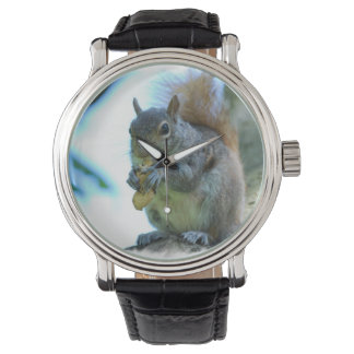 Grey Squirrel Watch