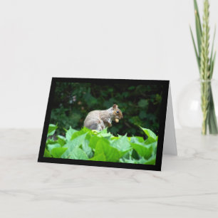 Grey Squirrel with Nut Card