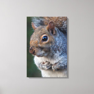 Grey Squirrel Wrapped Canvas Print
