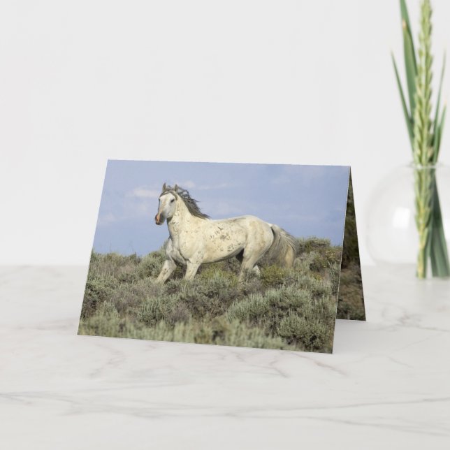 Grey Stallion Comes Down Hill Horse Greeting Card (Front)