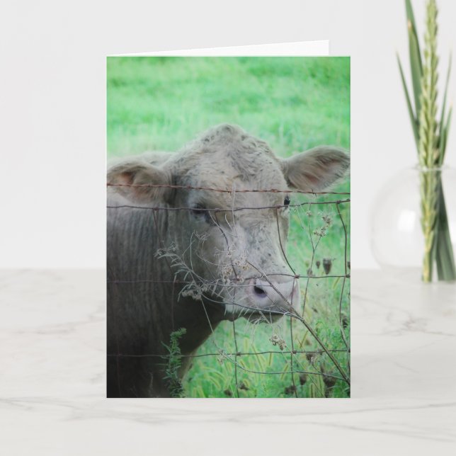 Grey Steer Card (Front)
