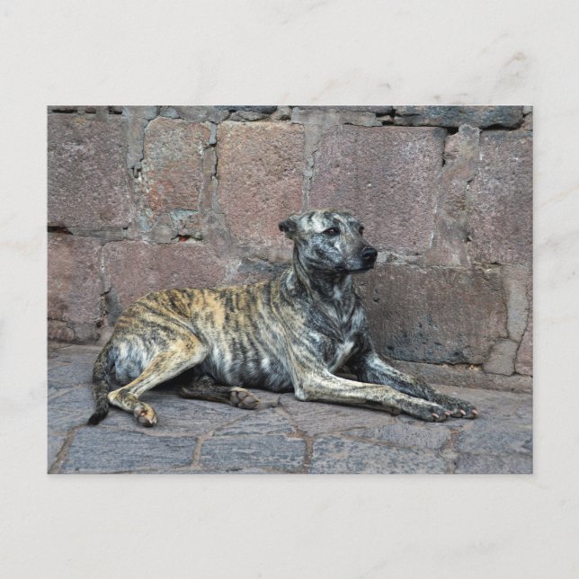 Grey-Striped Dog in Cusco, Peru Postcard (Front)