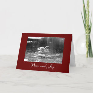 Grey Swan Christmas Card