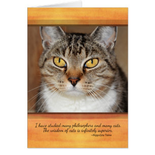 Grey Tabby Cat