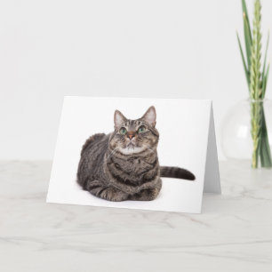 Grey Tabby Cat Card