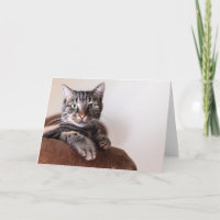 Grey tabby cat lounging on a blanket greeting card