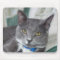 grey tabby cat mousepad