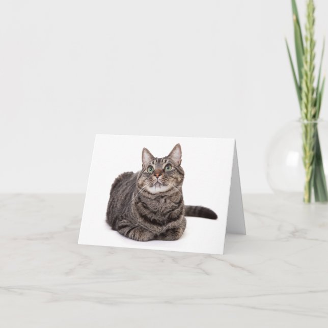 Grey Tabby Cat Note Card (Front)