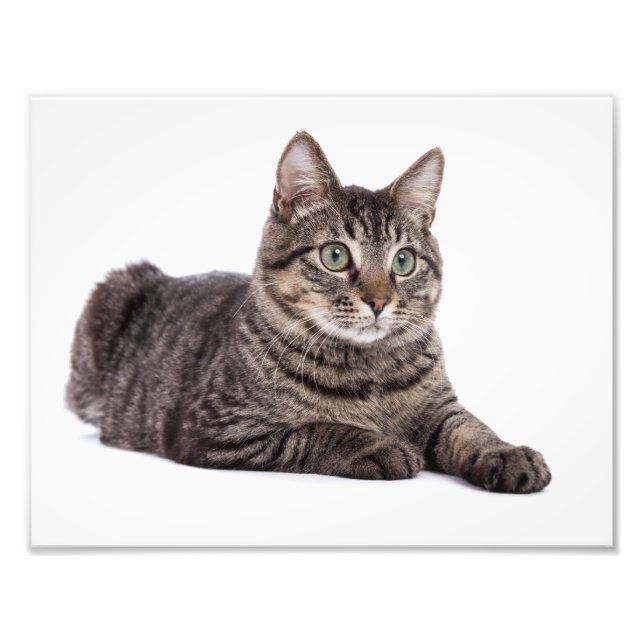 Grey Tabby Cat Photo Print (Front)