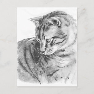 Grey Tabby Cat Sketched in Charcoal Postcard