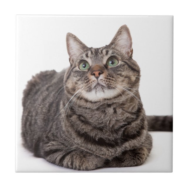 Grey Tabby Cat Tile (Front)