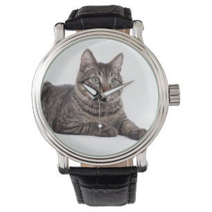 Grey Tabby Cat Watch