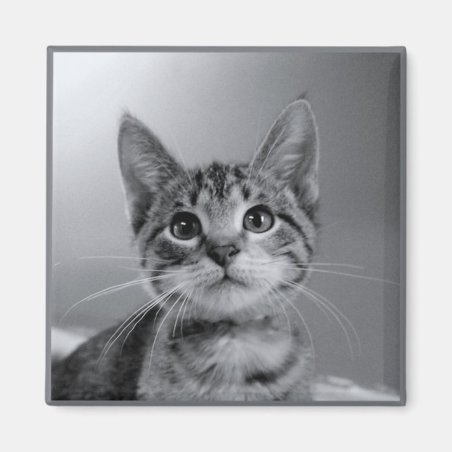 Grey Tabby Kitten Magnet (Front)