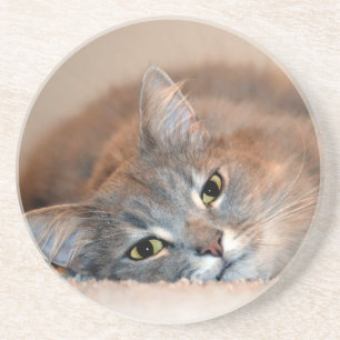 Grey, Tan, White Long-Haired Cat by Shirley Taylor Coaster