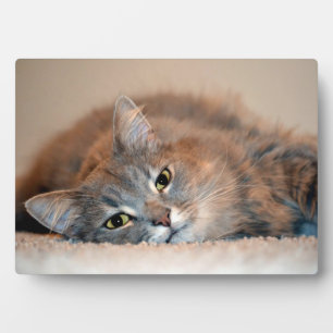Grey, Tan, White Long-Haired Cat by Shirley Taylor Plaque