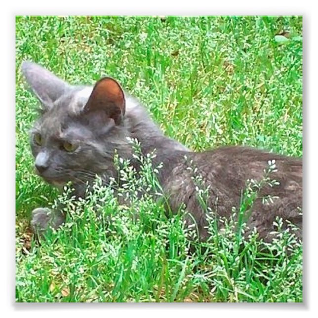 Grey Tortie Cat Photo Print (Front)