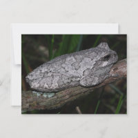 Grey Tree Frog