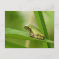 Grey Tree Frog Postcard.