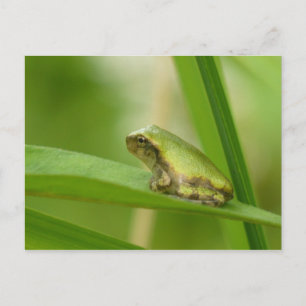 Grey Tree Frog Postcard. Postcard