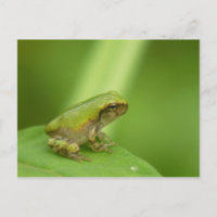 Grey Tree Frog Postcard.