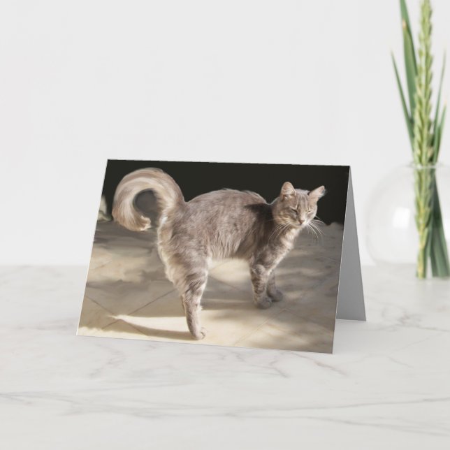 GREY TURKISH CAT CARD (Front)