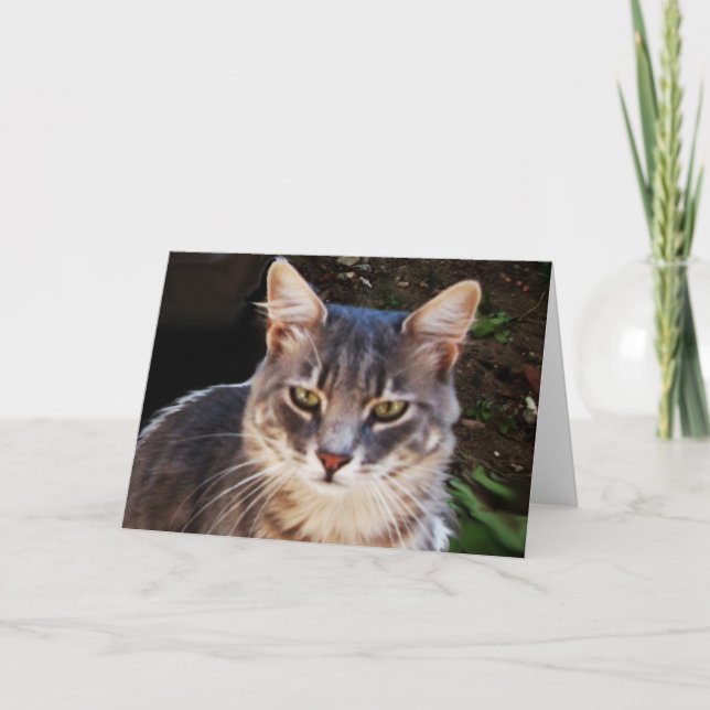 GREY TURKISH CAT PORTRAIT CARD (Front)